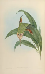 Phaethornis eremita = Phaethornis ruber ruber